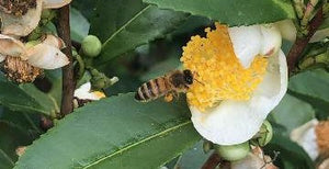 Tea Blossom Honey