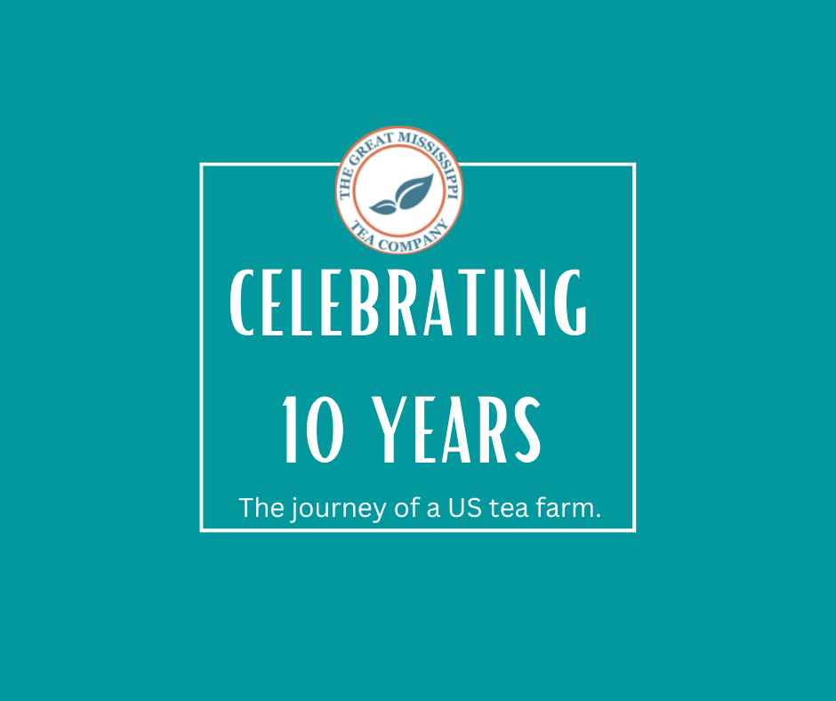 Celebrating 10 years of tea growing in the USA