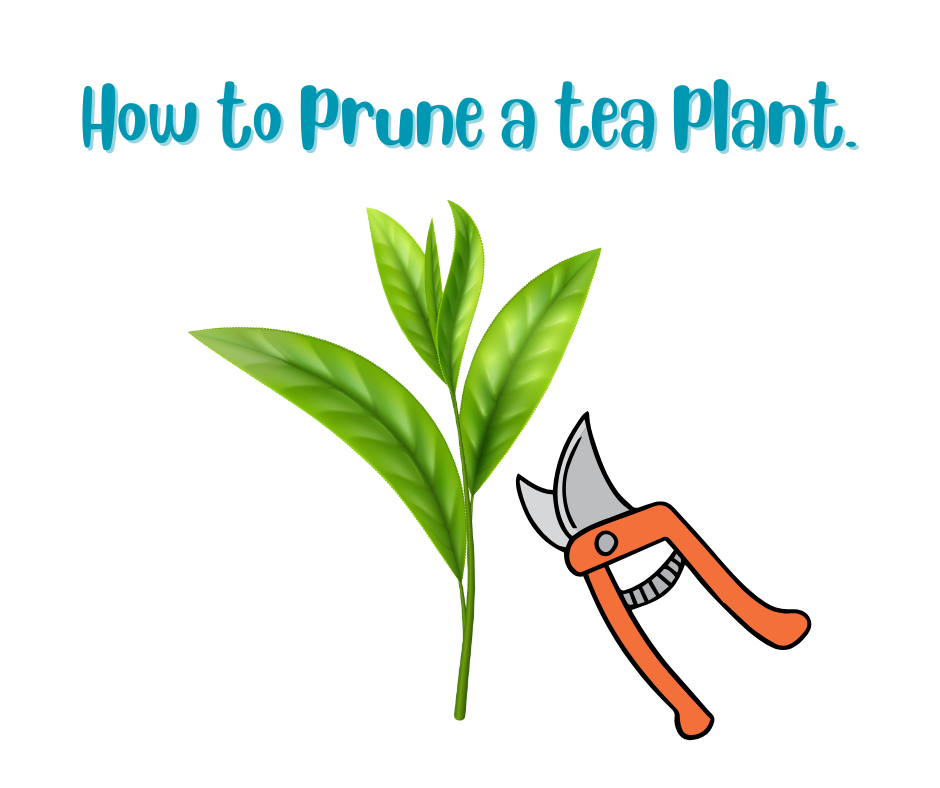 How to prune a tea plant. The Great Mississippi Tea Company