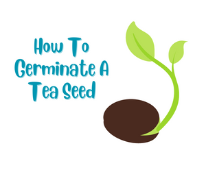 How To Germinate A Tea Seed
