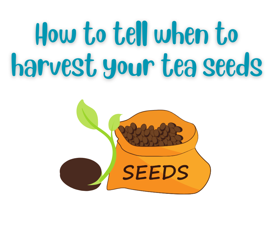 When are tea seeds ready to harvest?