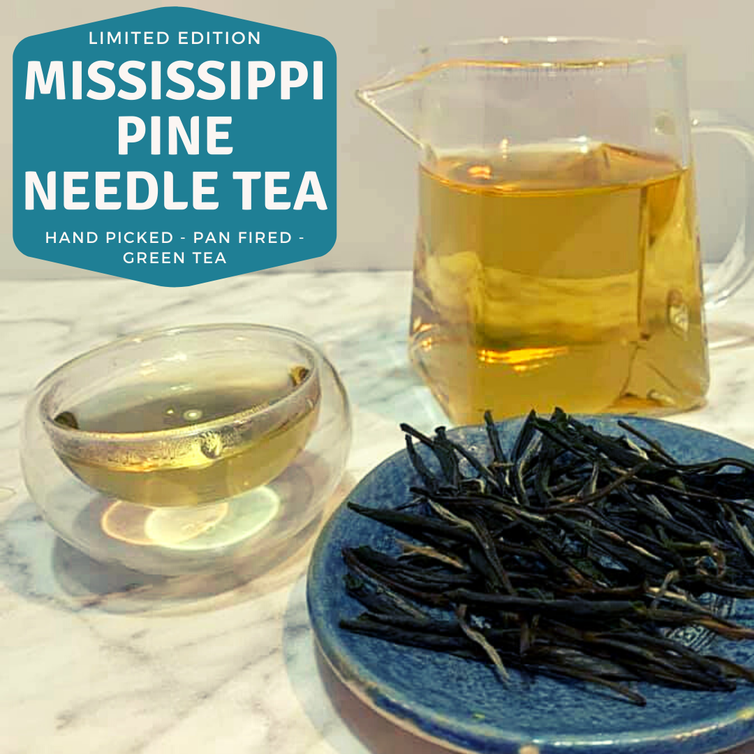 Timmy shows us how Mississippi Pine Needle Tea is made
