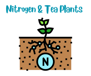 Nitrogen & Tea Plants: The Secret to Thriving Leaves & Bold Flavor