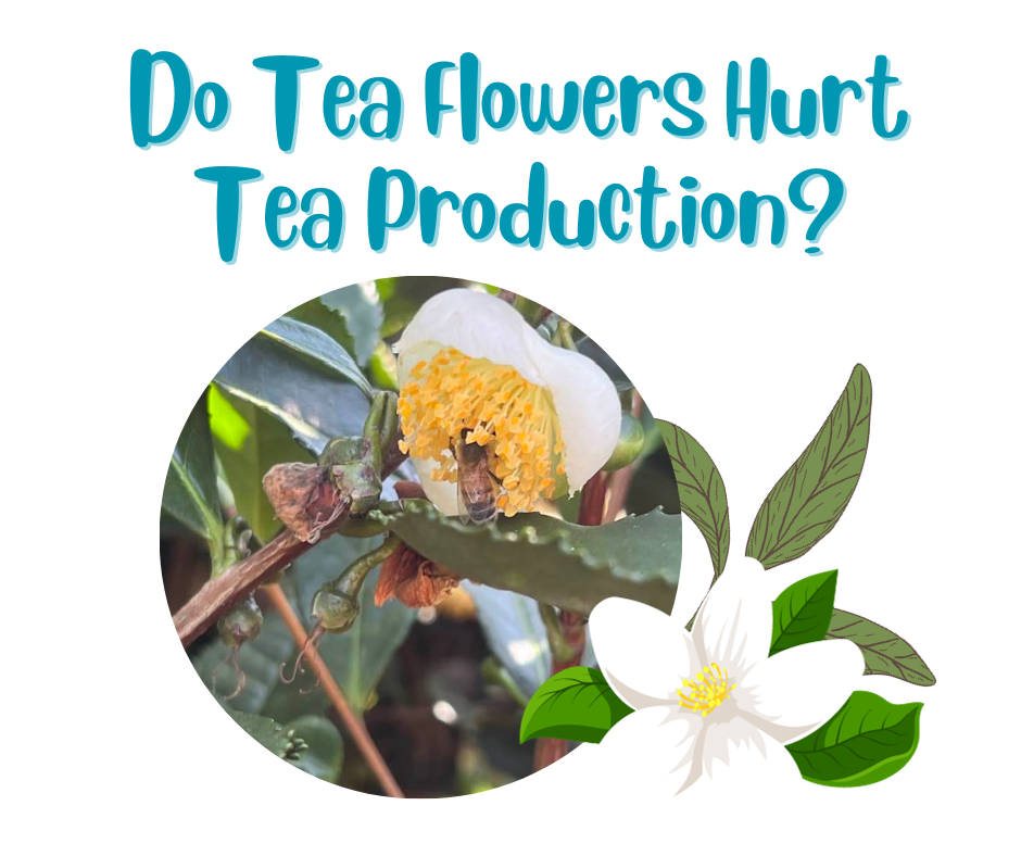 Are flowers bad for tea production?