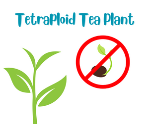 Tetraploid Tea Plants