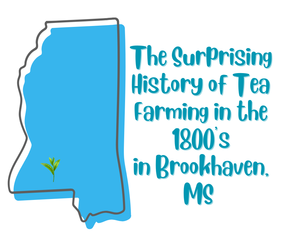 Tea farming in the 1800's in Brookhaven.