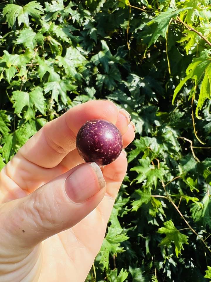 Wild Muscadine