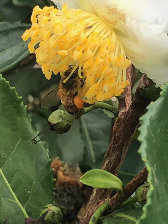 Farm Fresh Tea Blossom Honey